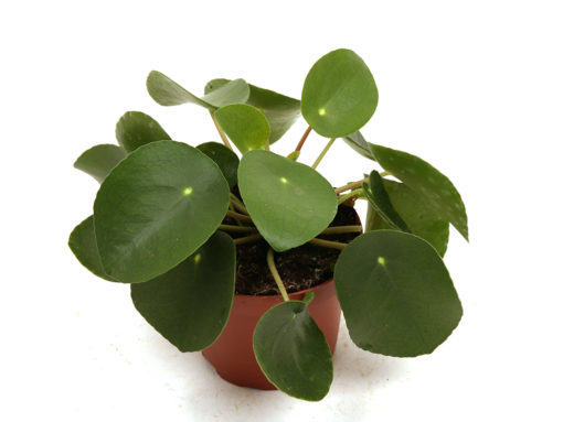 Pilea Peperomiodes - Elefantøre 11 cm