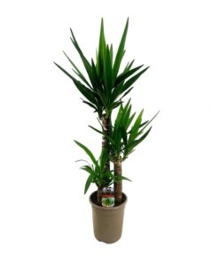 Yucca Maya 21 cm