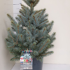 Picea Pungens - Blågran 24 cm