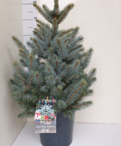 Picea Pungens - Blågran 24 cm