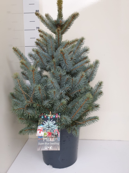 Picea Pungens - Blågran 24 cm