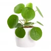 Pilea Peperomia mini