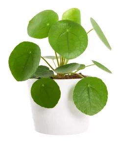 Pilea Peperomia mini