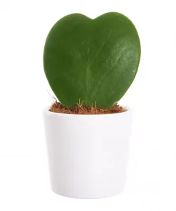 Hoya - Porselensplante mini