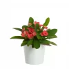 Euphorbia Milii - Kristi tornekrone mini