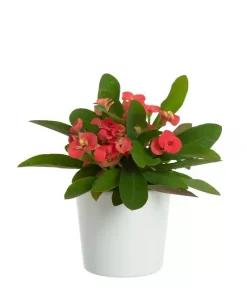 Euphorbia Milii - Kristi tornekrone mini