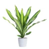 Dracaena Cintho - Draketre 13 cm