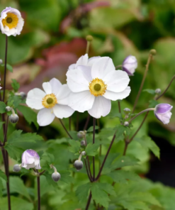 Anemone 'Elfin Swan' 19 cm