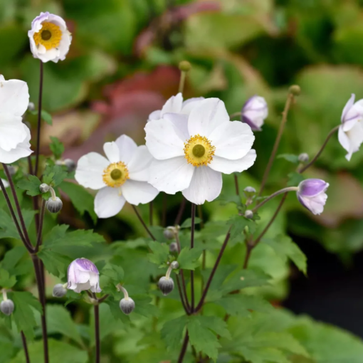 Anemone 'Elfin Swan' 19 cm