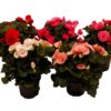 Begonia 12 cm