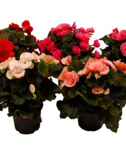 Begonia 12 cm