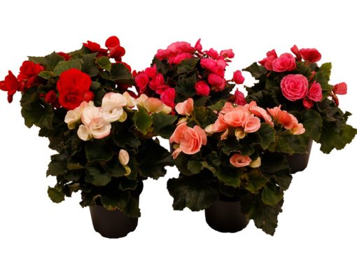 Begonia 12 cm