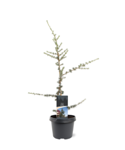 Cedrus libani - Atlasseder 19 cm