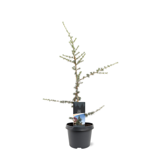 Cedrus libani - Atlasseder 19 cm