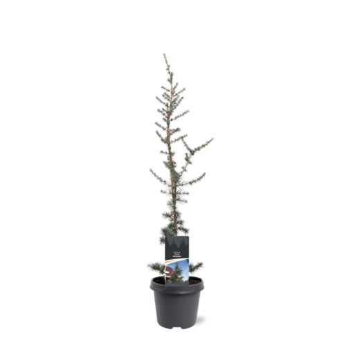 Cedrus libani - Atlasseder Glauca 26 cm