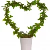 Hedera - Eføy hjertebøyle 17 cm