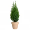 Juniperus chinensis 'Stricta' - Kinaeiner 19 cm