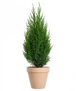 Juniperus chinensis 'Stricta' - Kinaeiner 19 cm