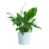 Spathyphyllum - Fredsliljer mini