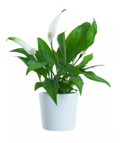 Spathyphyllum - Fredsliljer mini