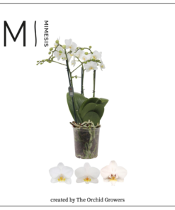 Phalaenopsis - Orkide Multiflora 12 cm 3 grenet