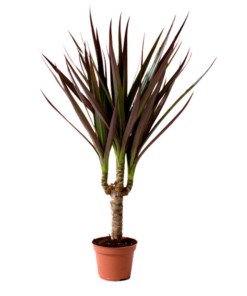 Dracaena marginata mini