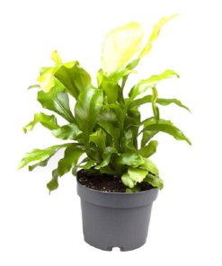 Asplenium - Fugleredebregne mini