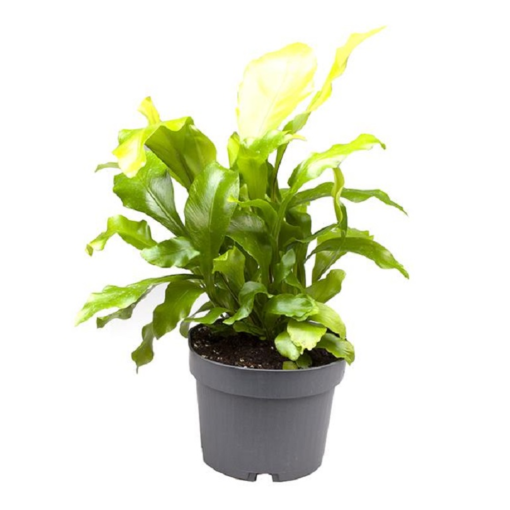 Asplenium - Fugleredebregne mini