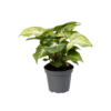 Syngonium - Pilblad mini