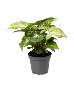 Syngonium - Pilblad mini