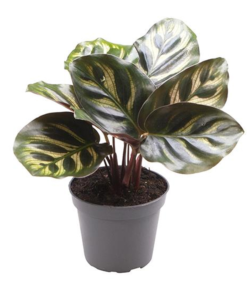 Calathea - Fiskebensplante mini