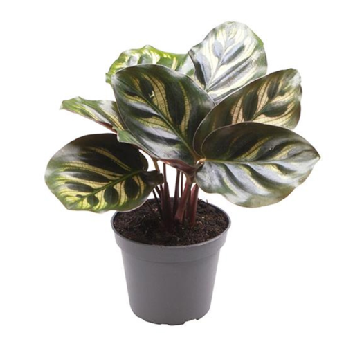 Calathea - Fiskebensplante mini