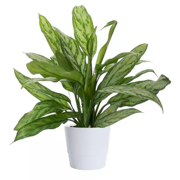 Aglaonema - Sjømannstrøst 21 cm