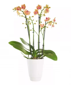 Phalaenopsis - Orkide Multiflora 12 cm 3-4 grenet