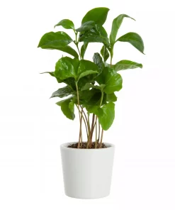Coffea Arabica - Kaffeplante mini