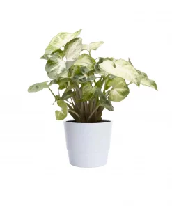 Syngonium - Pilblad mini