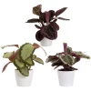 Calathea - Fiskebensplante mini