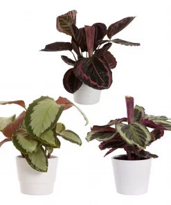 Calathea - Fiskebensplante mini