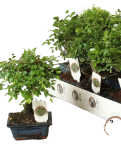 Bonsai 12 cm