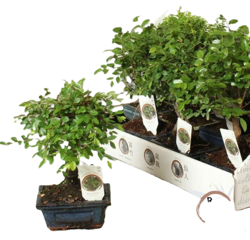 Bonsai 12 cm