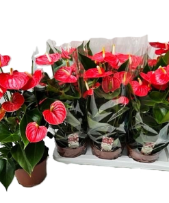 Anthurium - Flamingoblomst 21 cm