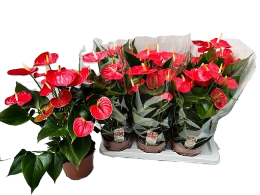 Anthurium - Flamingoblomst 21 cm