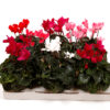 Cyclamen - Alpefiol 12 cm