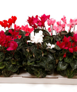 Cyclamen - Alpefiol 12 cm