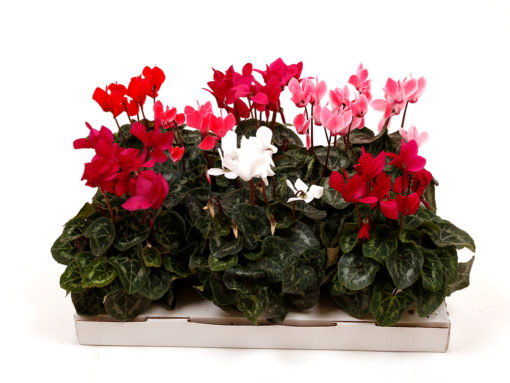 Cyclamen - Alpefiol 12 cm