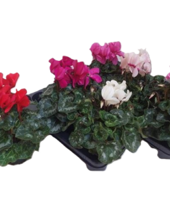 Cyclamen - Alpefiol 11 cm