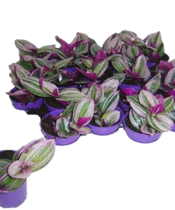 Tradescantia - Husvandrer 7 cm Nanouk