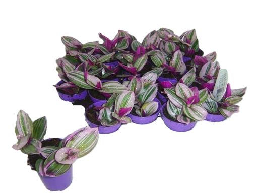 Tradescantia - Husvandrer 7 cm Nanouk