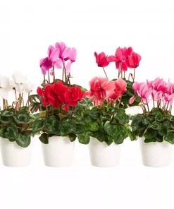 Cyclamen - Alpefiol 12 cm