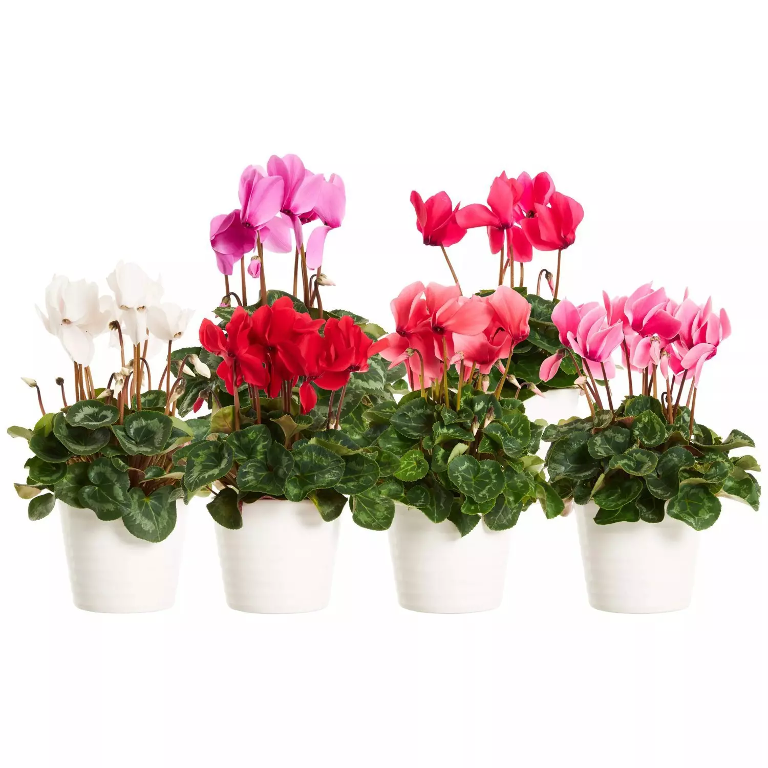 Cyclamen - Alpefiol 12 cm